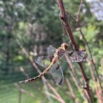 Prince Baskettail (Epitheca principus)