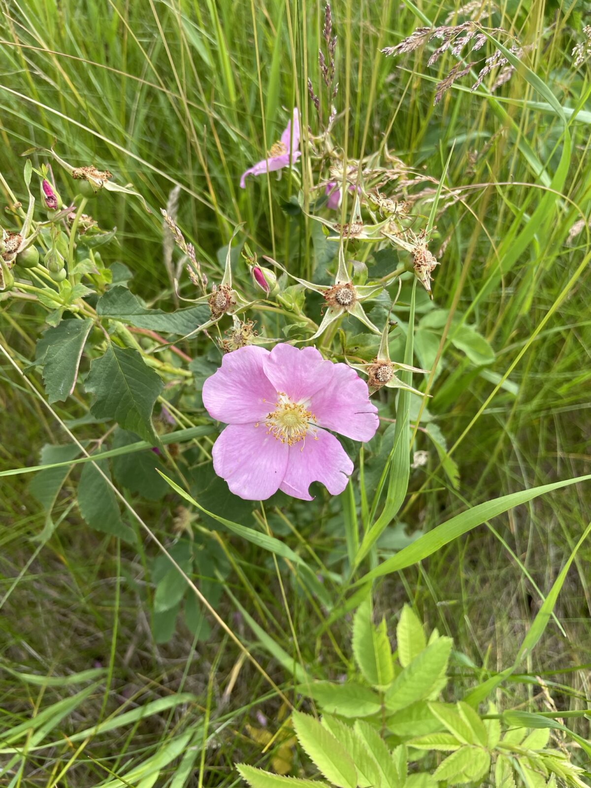 Smooth Wild Rose (Rosa blanda)