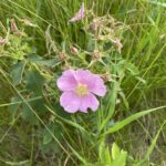 Smooth Wild Rose (Rosa blanda)