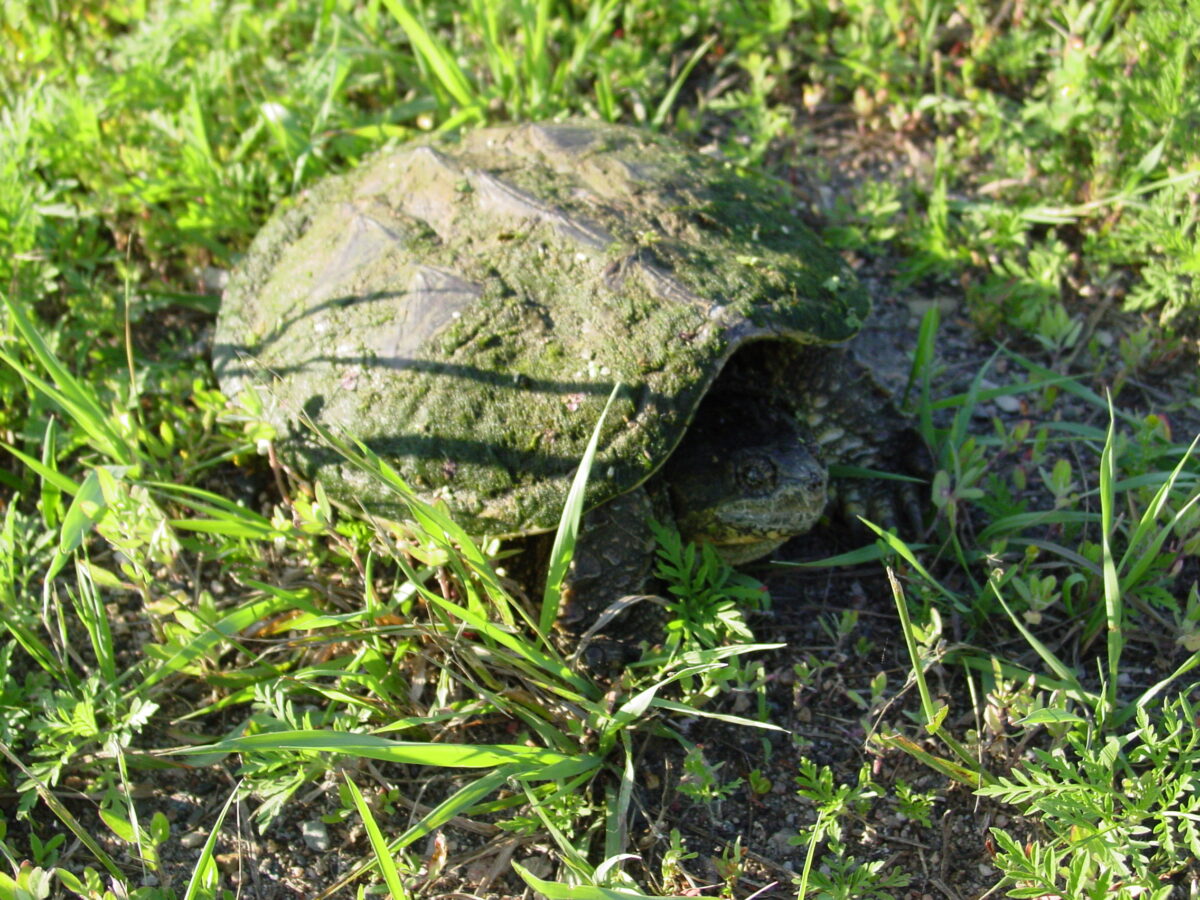 Snapping Turtle (Chelydra serpentina)