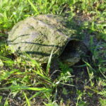 Snapping Turtle (Chelydra serpentina)