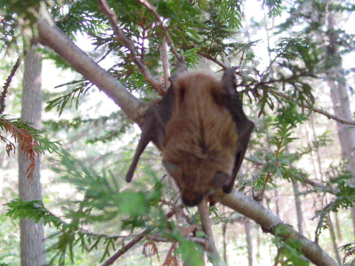 Big Brown Bat (Eptesicus fuscus)