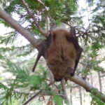 Big Brown Bat (Eptesicus fuscus)