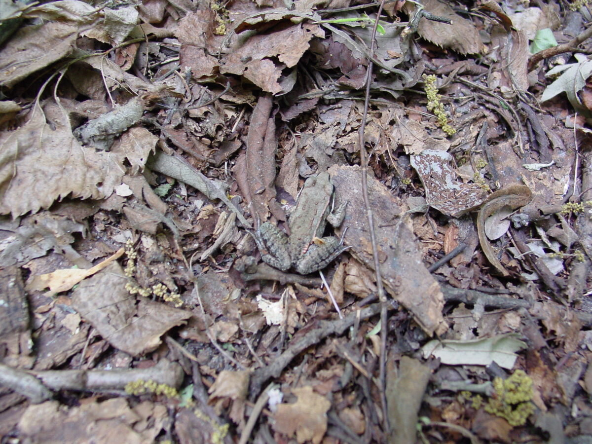 Wood Frog (Lithobates sylvatica)