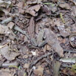 Wood Frog (Lithobates sylvatica)