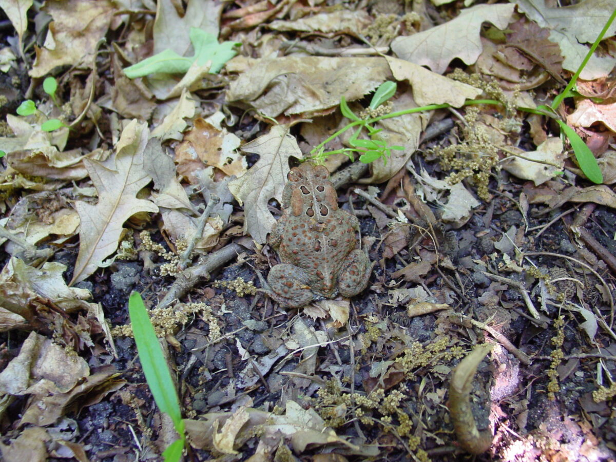 Eastern American Toad (Anaxyrus americanus americanus)