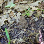 Eastern American Toad (Anaxyrus americanus americanus)