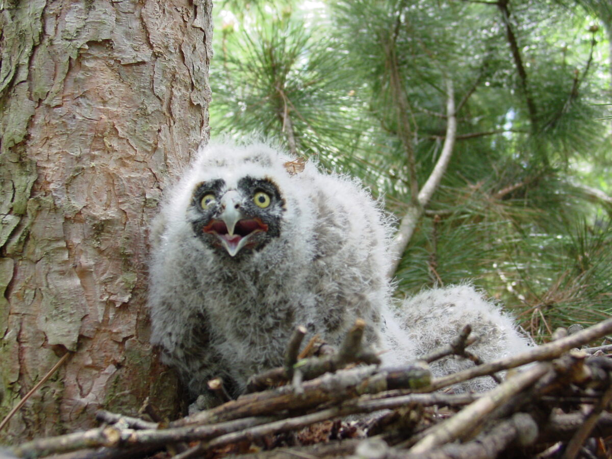 Long-Eared Owl (Asio otus)