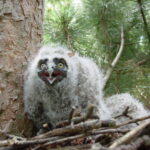 Long-Eared Owl (Asio otus)