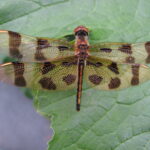 Halloween Pennant (Celithemis eponina)