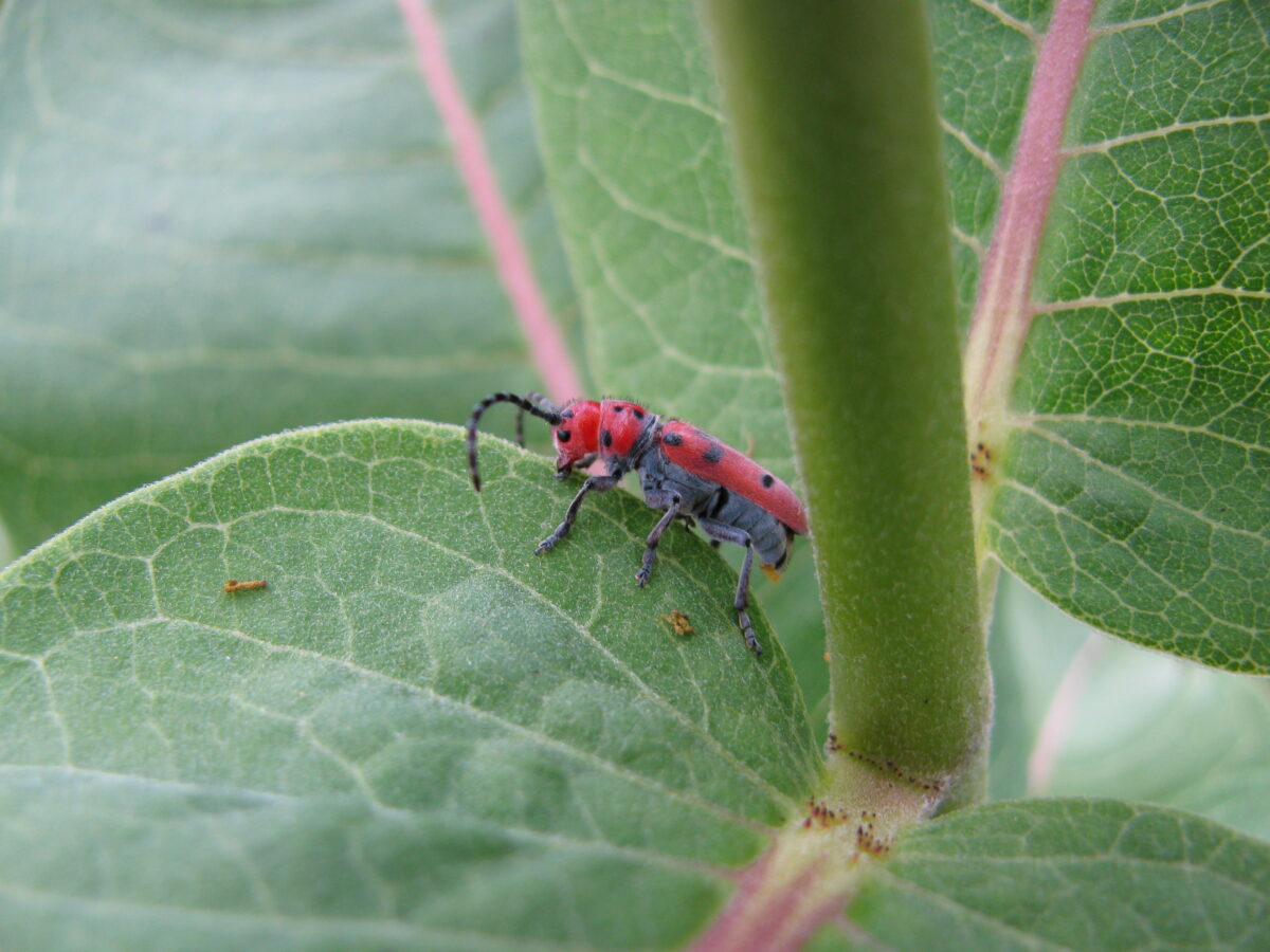 Red-femured Milkweed Borer (Tetraopes femoratus)