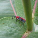 Red-femured Milkweed Borer (Tetraopes femoratus)