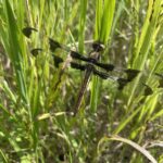 Twelve-Spotted Skimmer (Libellula pulchella)