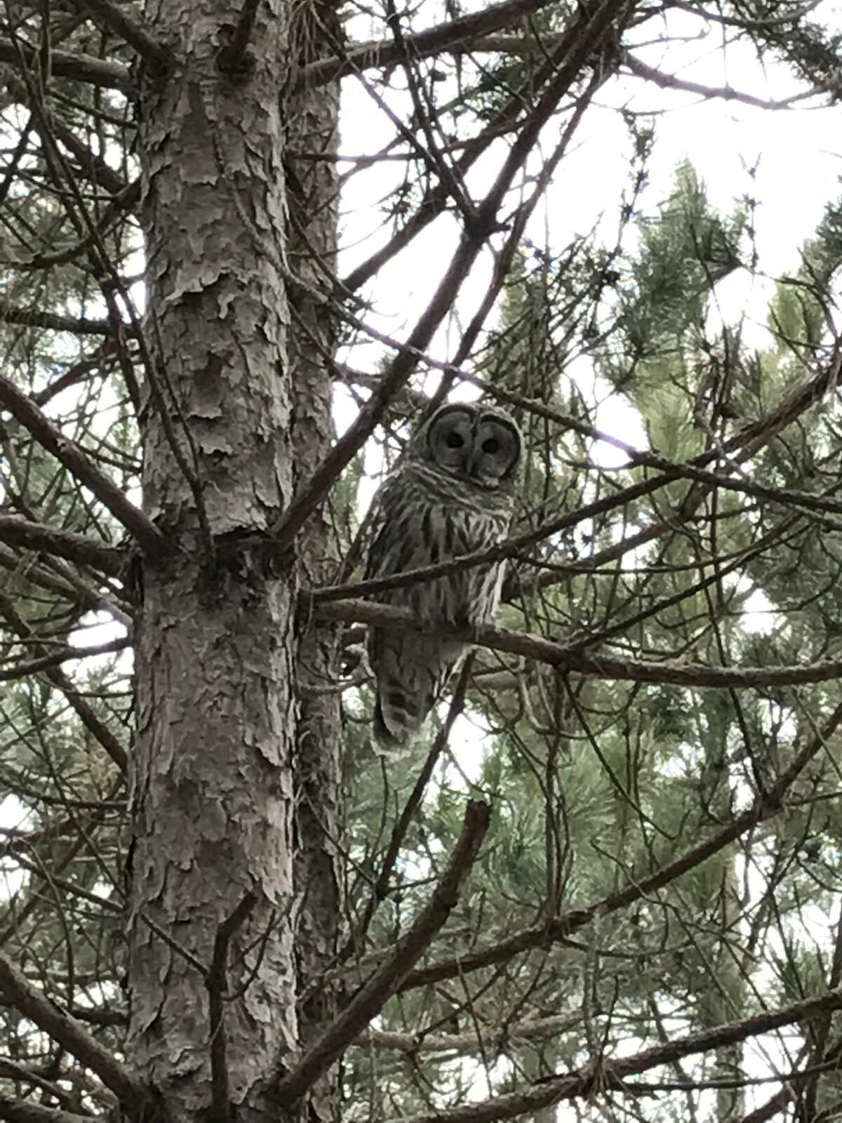 Barred Owl (Strix varia)