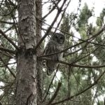 Barred Owl (Strix varia)