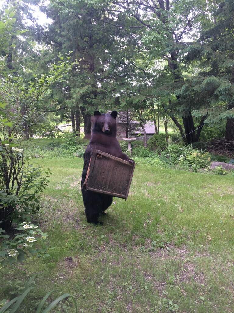 Black Bear (Ursus americanus)