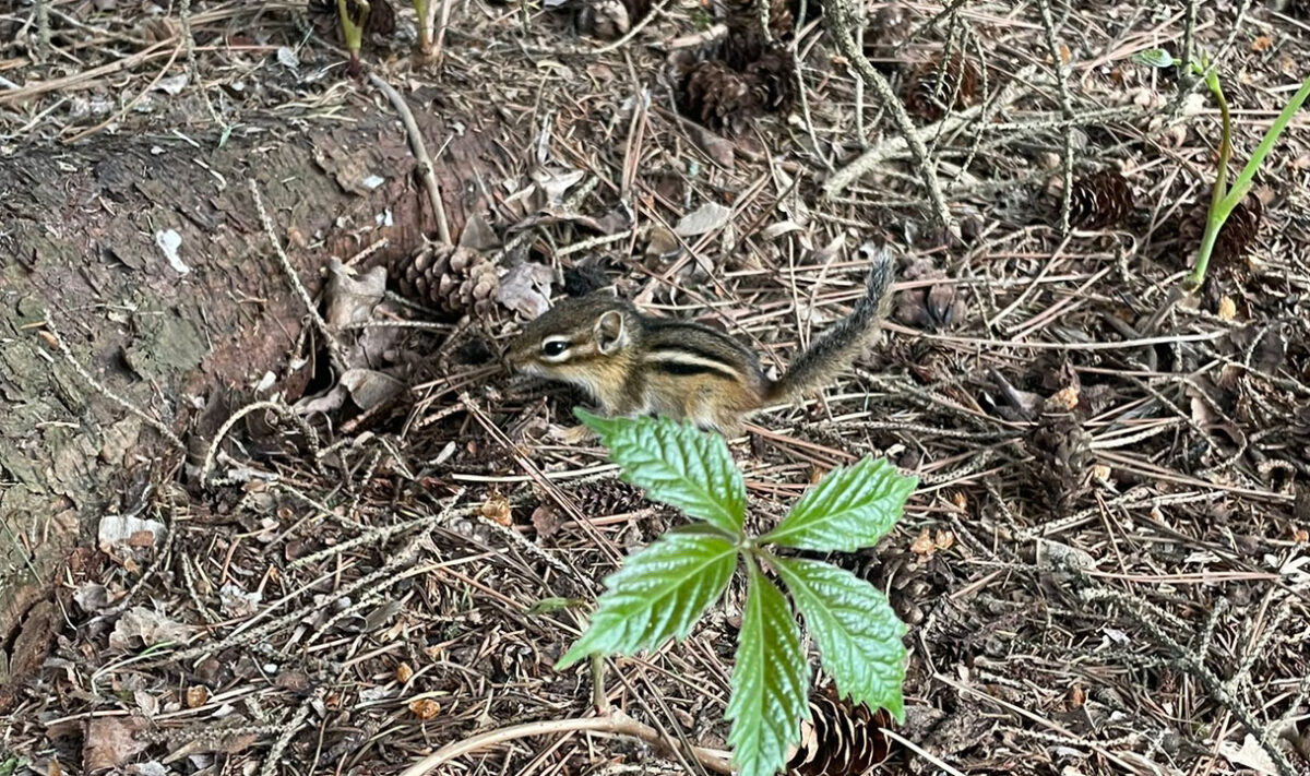 Eastern Chipmunk (Tamius striatus)