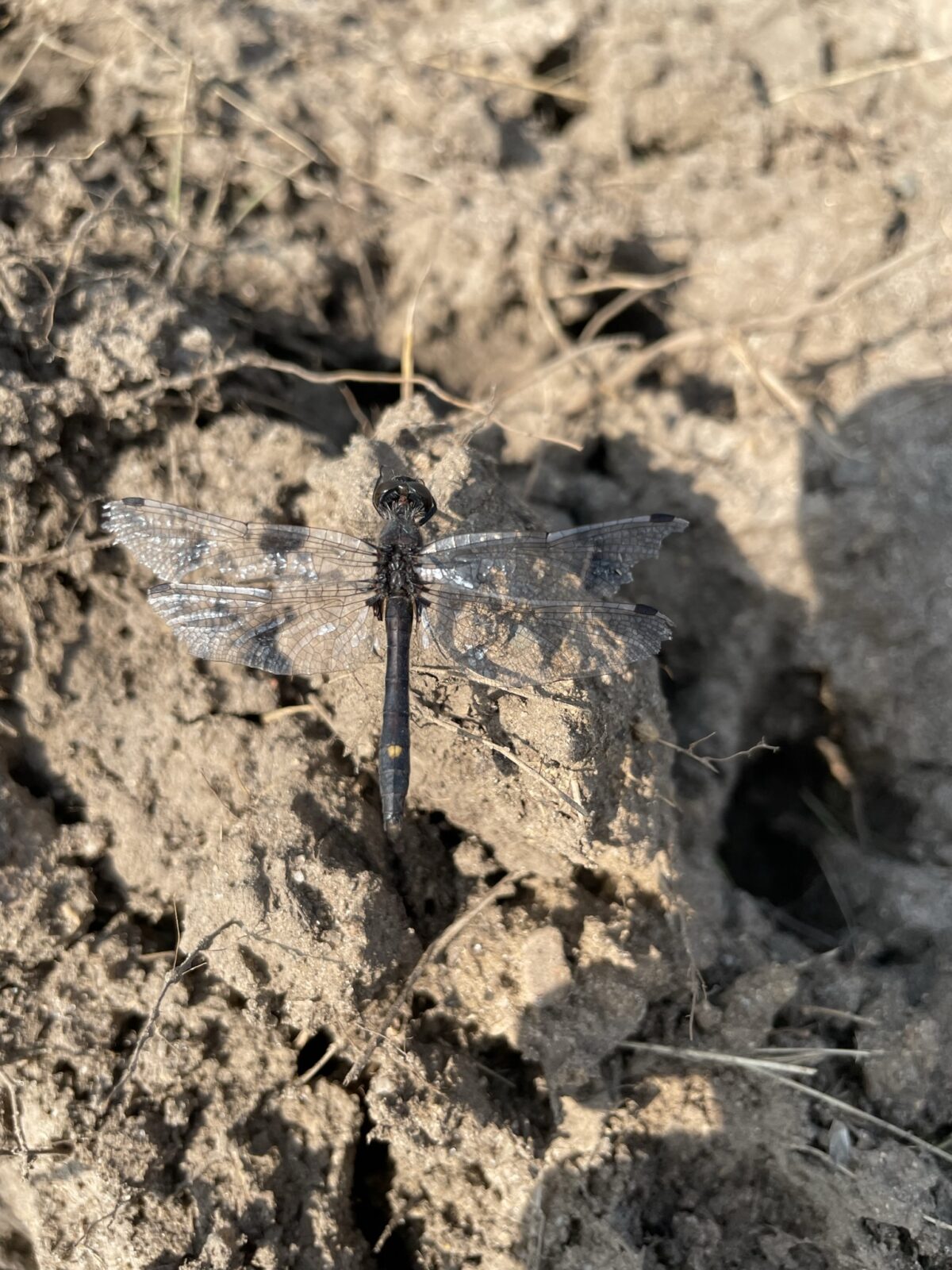 Dot-tailed Whiteface (Leucorrhinia intacta)