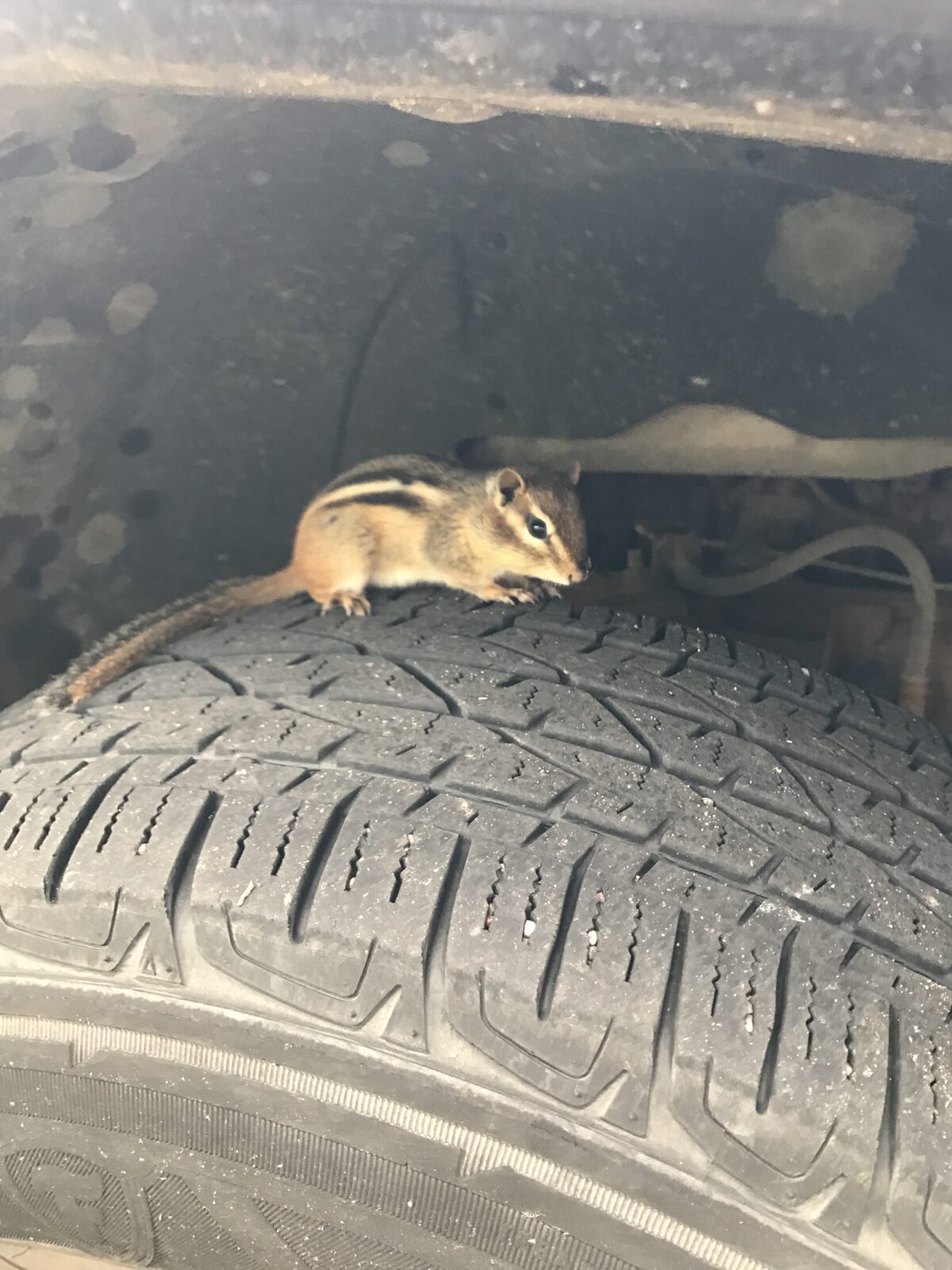 Eastern Chipmunk (Tamius striatus)