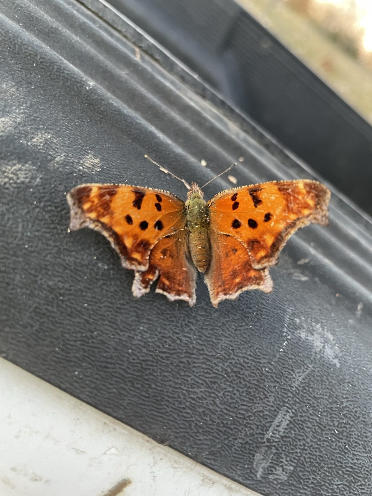 Eastern Comma (Polygonia comma)