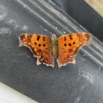 Eastern Comma (Polygonia comma)