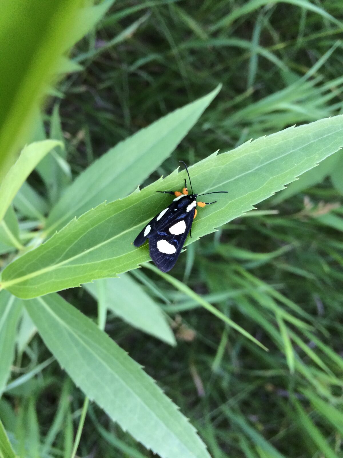 Eight-spotted Forester (Alypia octomaculata)