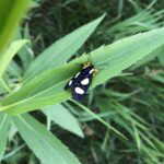 Eight-spotted Forester (Alypia octomaculata)