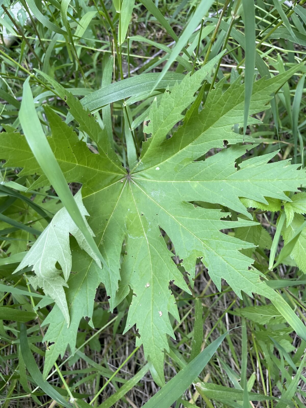 Glade Mallow (Napaea dioica)