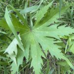 Glade Mallow (Napaea dioica)