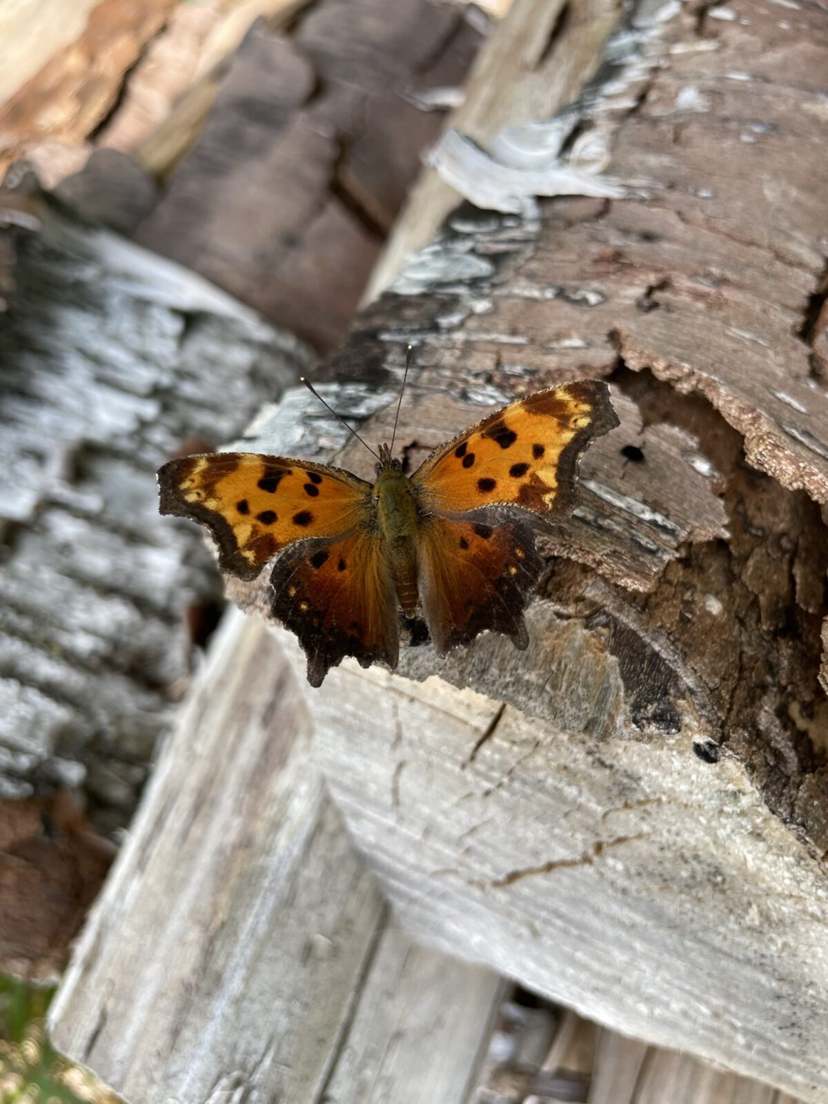 Gray Comma (Polygonia progne)