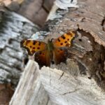 Gray Comma (Polygonia progne)