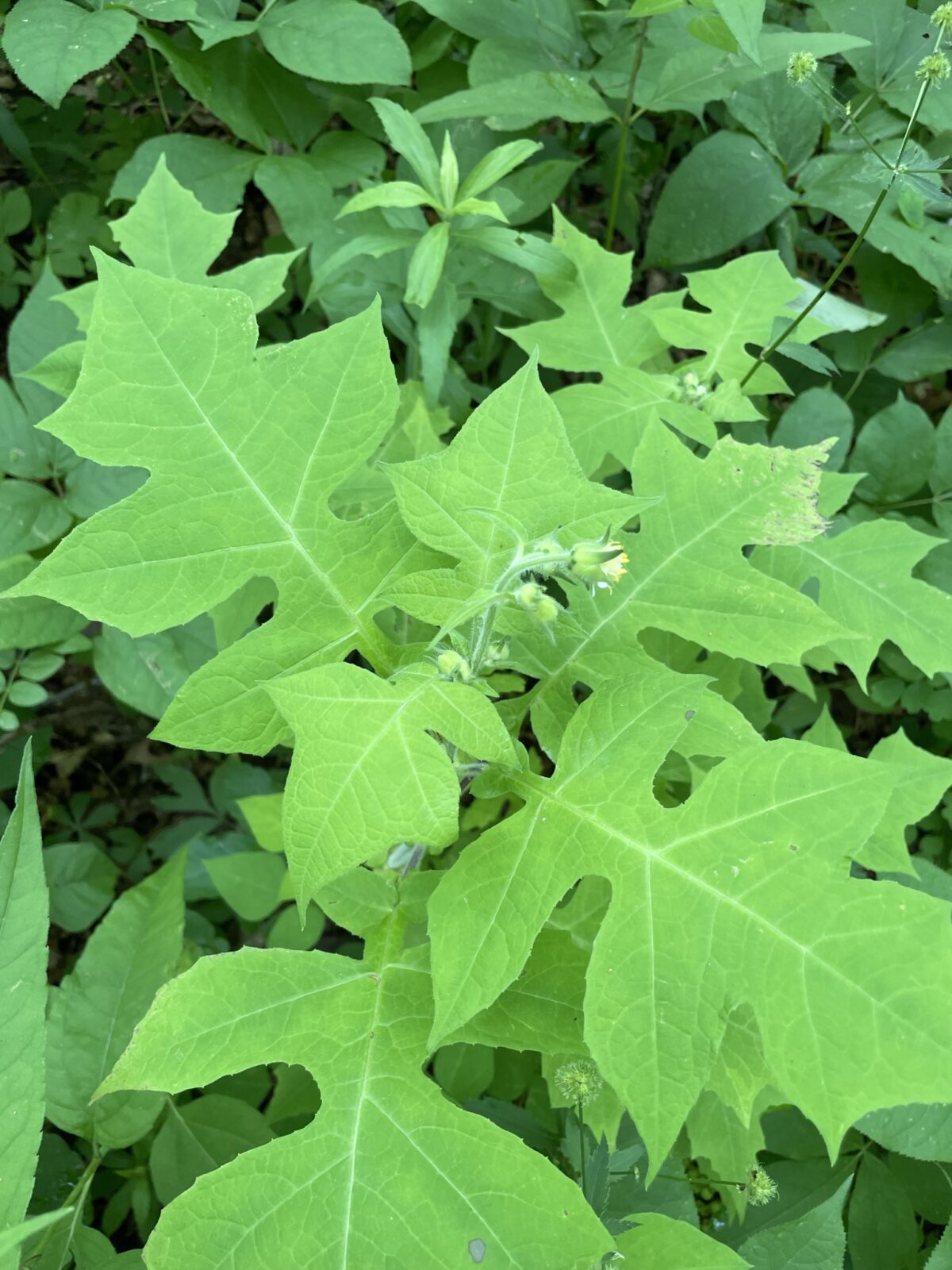 Leafcup (Polymnia canadensis)