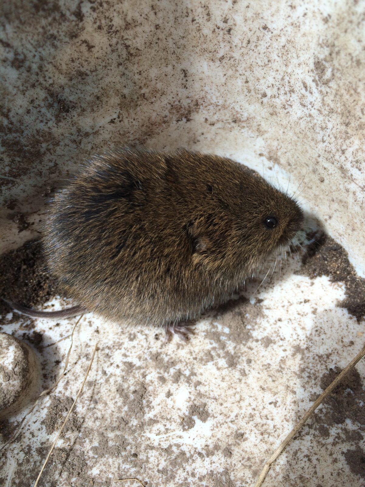 Meadow Vole (Microtus pennsylvanicus)