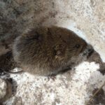 Meadow Vole (Microtus pennsylvanicus)