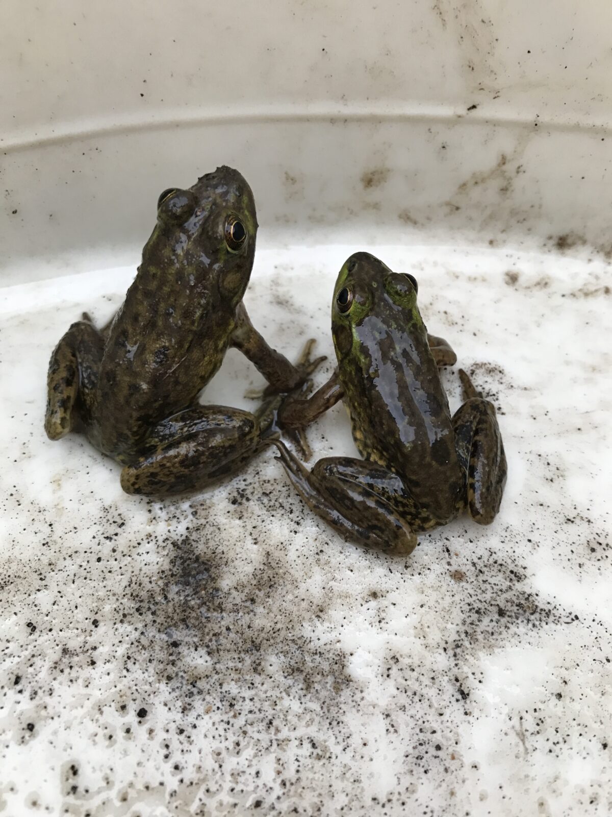 Mink Frog (Lithobates septentrionalis)