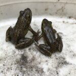 Mink Frog (Lithobates septentrionalis)