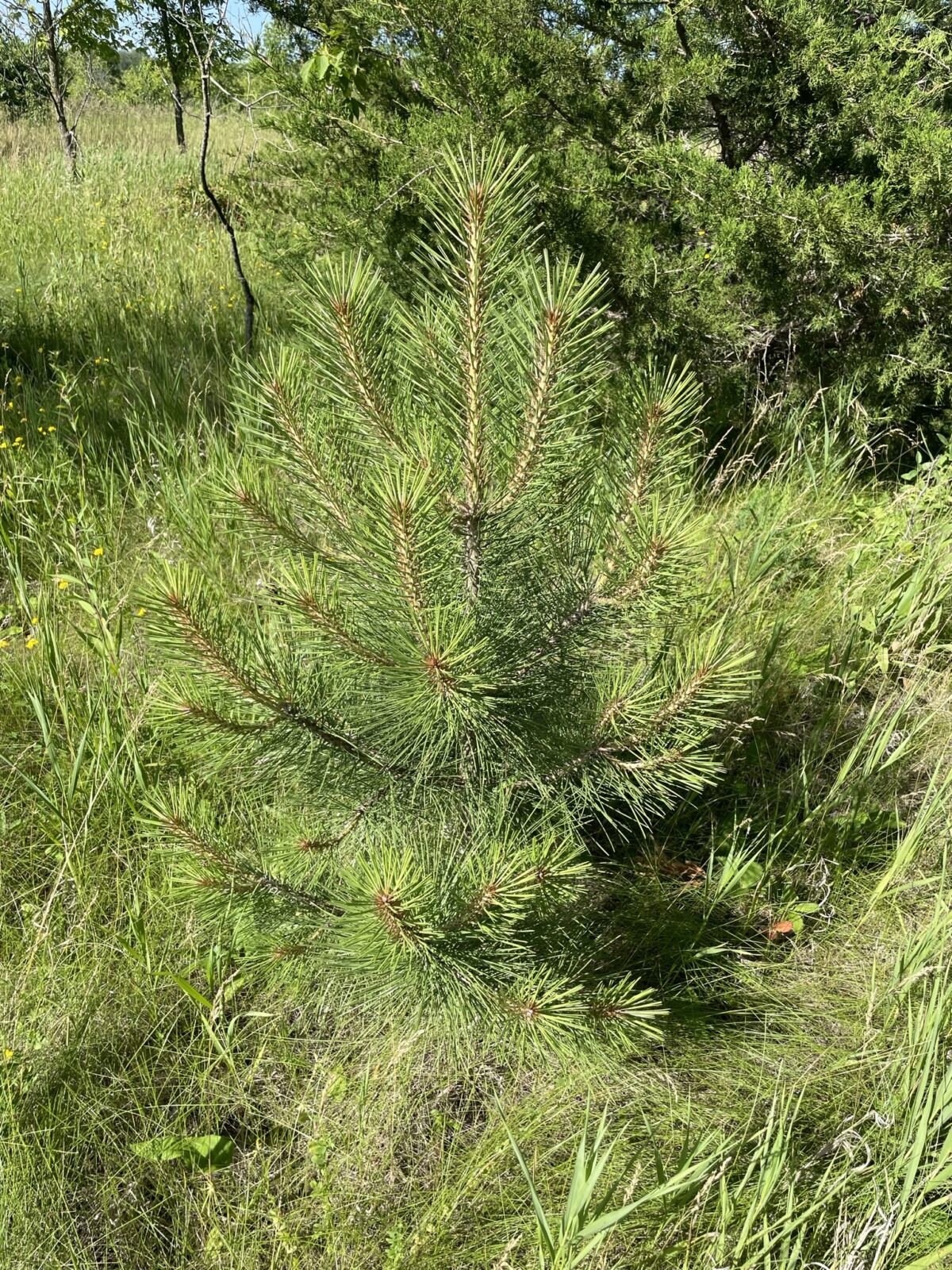 Ponderosa Pine (Pinus ponderosa)