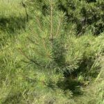 Ponderosa Pine (Pinus ponderosa)