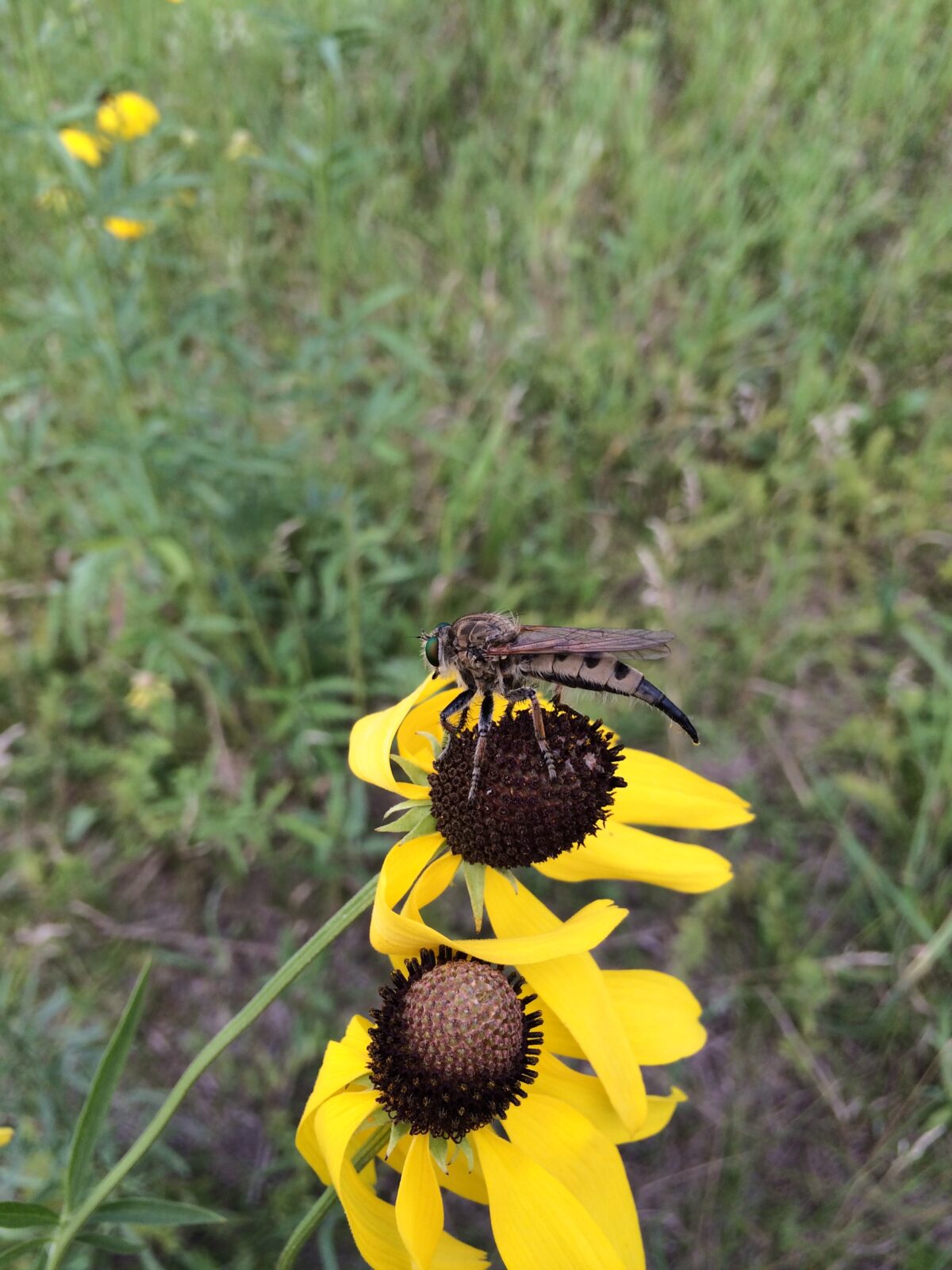 Milbert’s Robber Fly (Proctacanthus milbertii)