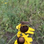 Milbert's Robber Fly (Proctacanthus milbertii)