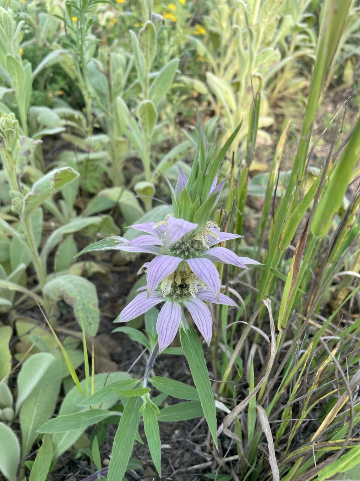 Spotted Beebalm (Monarda punctata)