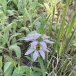 Spotted Beebalm (Monarda punctata)