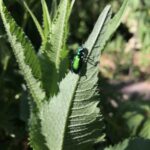 Six-spotted Tiger Beetle (Cicindela sexguttata)