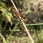 White-faced Meadowhawk (Sympertrum obtrusum)