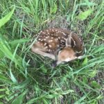 White-tailed Deer (Odocoileus virginianus)