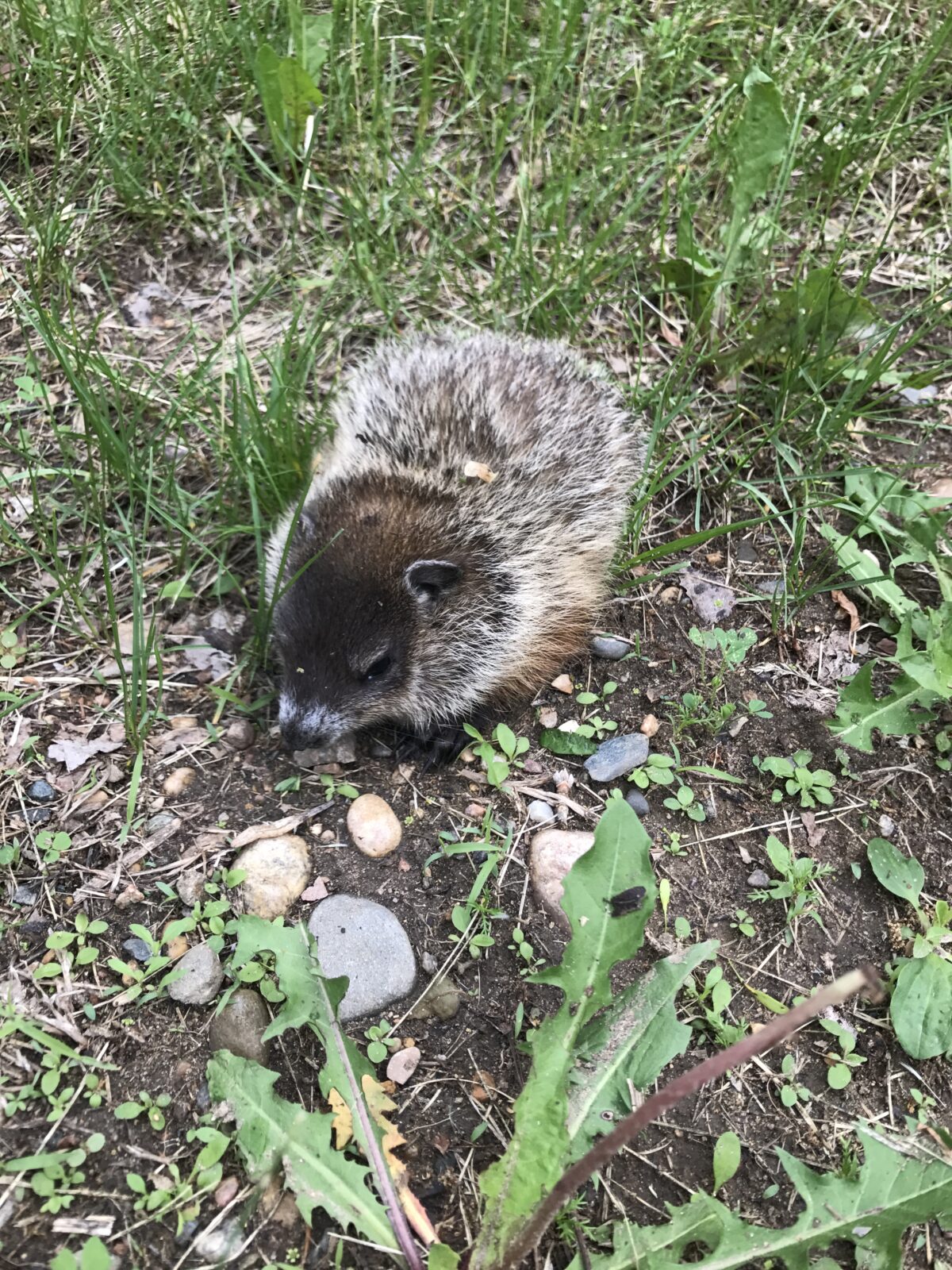 Woodchuck (Marmota marmax)