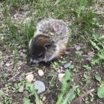 Woodchuck (Marmota marmax)