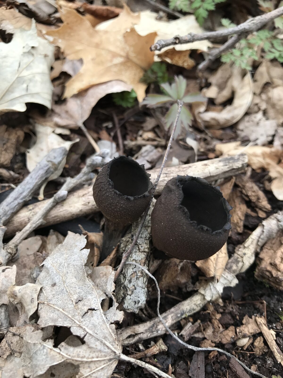 Devil’s Urn (Urnula craterium)