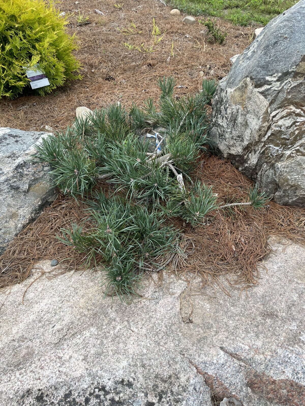 Albyn Prostrate Scots Pine (Pinus sylvestris ‘Albyn Prostrata’)