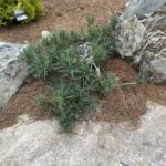 Albyn Prostrate Scots Pine (Pinus sylvestris ‘Albyn Prostrata’)